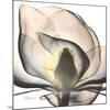 Magnolia Beauty-Albert Koetsier-Mounted Giclee Print