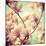 Magnolia Bloom I-Irene Suchocki-Mounted Giclee Print