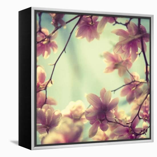 Magnolia Bloom II-Irene Suchocki-Framed Stretched Canvas