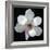 Magnolia Bloom on Black Background-Anna Miller-Framed Photographic Print