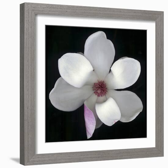 Magnolia Bloom on Black Background-Anna Miller-Framed Photographic Print