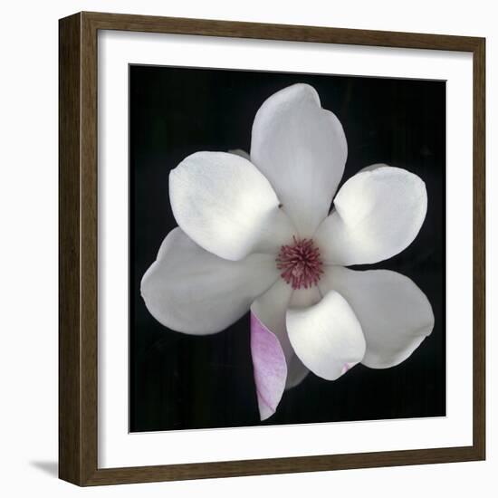 Magnolia Bloom on Black Background-Anna Miller-Framed Photographic Print