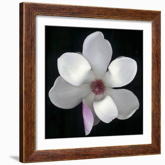 Magnolia Bloom on Black Background-Anna Miller-Framed Photographic Print