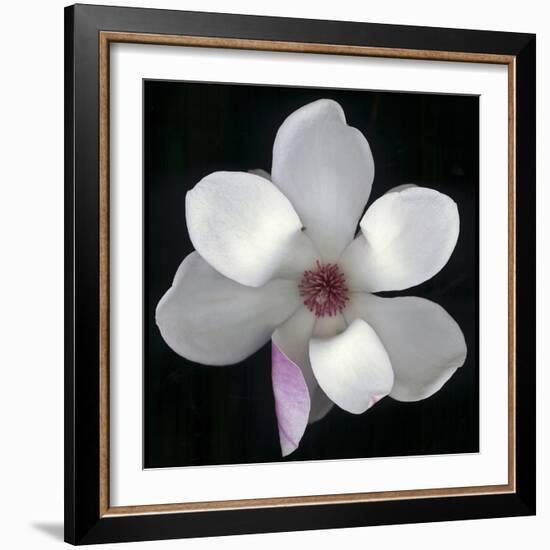 Magnolia Bloom on Black Background-Anna Miller-Framed Photographic Print