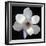 Magnolia Bloom on Black Background-Anna Miller-Framed Photographic Print