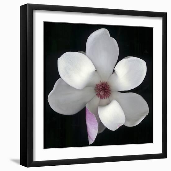 Magnolia Bloom on Black Background-Anna Miller-Framed Photographic Print