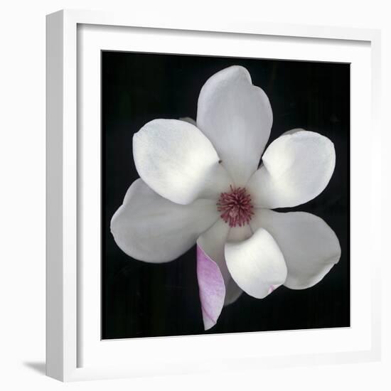 Magnolia Bloom on Black Background-Anna Miller-Framed Photographic Print