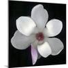 Magnolia Bloom on Black Background-Anna Miller-Mounted Photographic Print