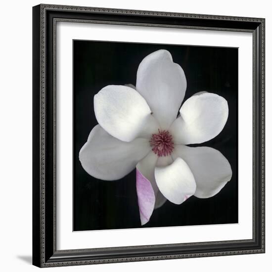 Magnolia Bloom on Black Background-Anna Miller-Framed Photographic Print