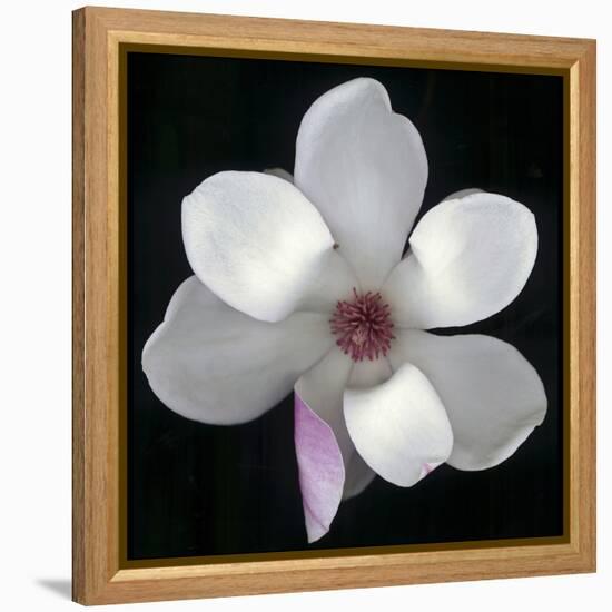 Magnolia Bloom on Black Background-Anna Miller-Framed Premier Image Canvas