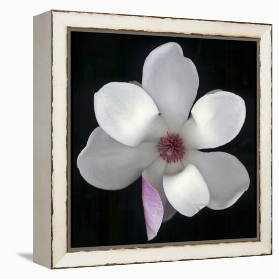 Magnolia Bloom on Black Background-Anna Miller-Framed Premier Image Canvas