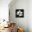 Magnolia Bloom on Black Background-Anna Miller-Framed Premier Image Canvas displayed on a wall