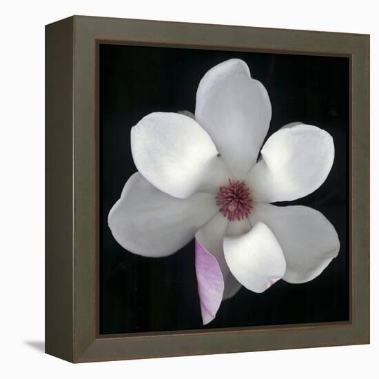 Magnolia Bloom on Black Background-Anna Miller-Framed Premier Image Canvas
