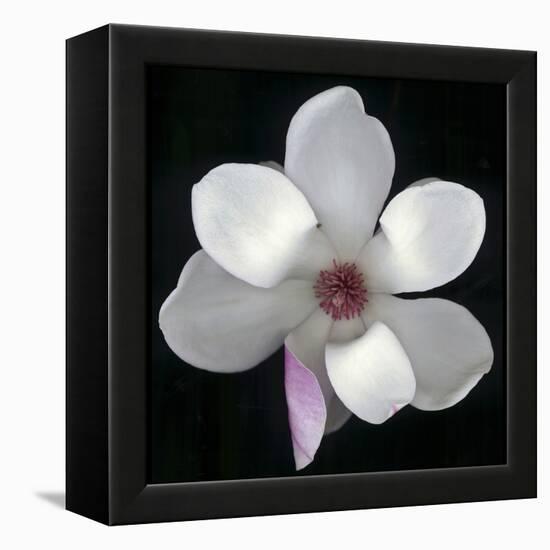 Magnolia Bloom on Black Background-Anna Miller-Framed Premier Image Canvas