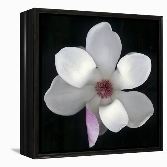 Magnolia Bloom on Black Background-Anna Miller-Framed Premier Image Canvas