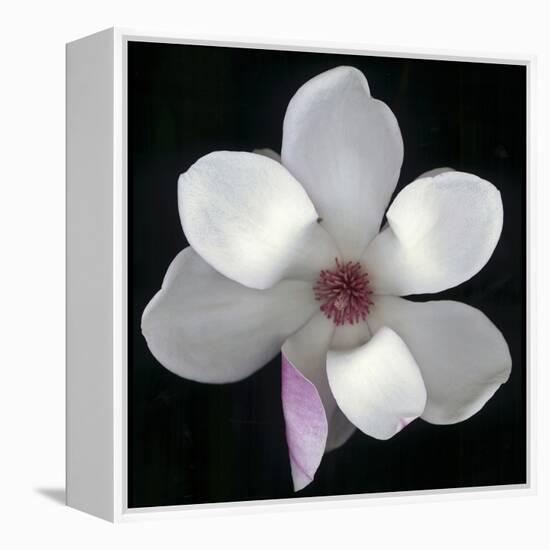 Magnolia Bloom on Black Background-Anna Miller-Framed Premier Image Canvas