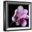 Magnolia Bloom on Black Background-Anna Miller-Framed Photographic Print