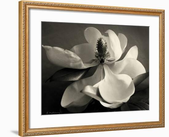 Magnolia Bloom-Amy Melious-Framed Art Print