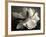 Magnolia Bloom-Amy Melious-Framed Art Print