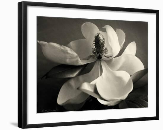 Magnolia Bloom-Amy Melious-Framed Art Print