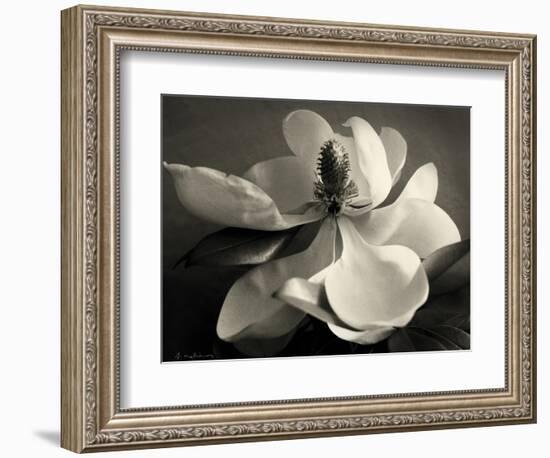 Magnolia Bloom-Amy Melious-Framed Art Print