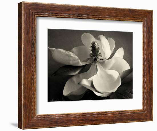 Magnolia Bloom-Amy Melious-Framed Art Print