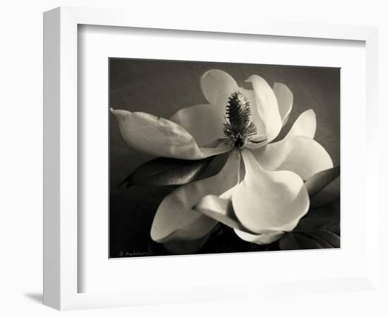 Magnolia Bloom-Amy Melious-Framed Art Print