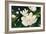 Magnolia Blooms Crop No Petal-Julia Purinton-Framed Art Print