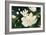 Magnolia Blooms Crop No Petal-Julia Purinton-Framed Art Print