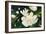 Magnolia Blooms Crop No Petal-Julia Purinton-Framed Art Print