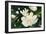 Magnolia Blooms Crop No Petal-Julia Purinton-Framed Art Print