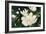 Magnolia Blooms Crop No Petal-Julia Purinton-Framed Art Print