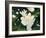 Magnolia Blooms-Julia Purinton-Framed Art Print