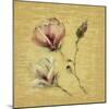 Magnolia Blossom on Gold-Cheri Blum-Mounted Art Print