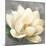 Magnolia Blossom on Gray-Albena Hristova-Mounted Art Print