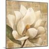 Magnolia Blossom on Script-Albena Hristova-Mounted Art Print