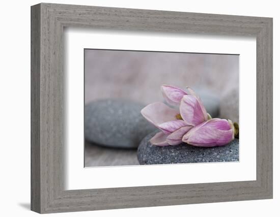 Magnolia Blossom on Stone, Pink-Andrea Haase-Framed Photographic Print