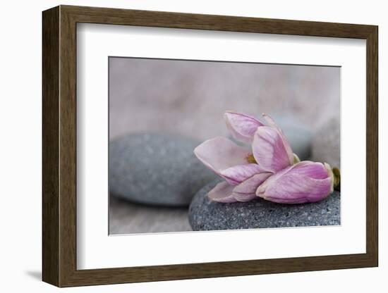 Magnolia Blossom on Stone, Pink-Andrea Haase-Framed Photographic Print