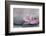 Magnolia Blossom on Stone, Pink-Andrea Haase-Framed Photographic Print