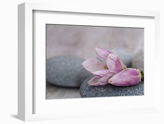 Magnolia Blossom on Stone, Pink-Andrea Haase-Framed Photographic Print