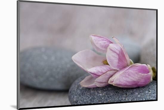 Magnolia Blossom on Stone, Pink-Andrea Haase-Mounted Photographic Print