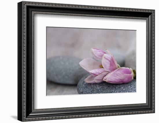 Magnolia Blossom on Stone, Pink-Andrea Haase-Framed Photographic Print