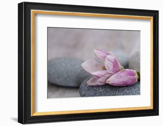 Magnolia Blossom on Stone, Pink-Andrea Haase-Framed Photographic Print