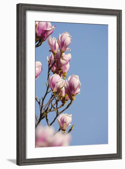 Magnolia Blossom, Tulip Magnolia-Herbert Kehrer-Framed Photographic Print