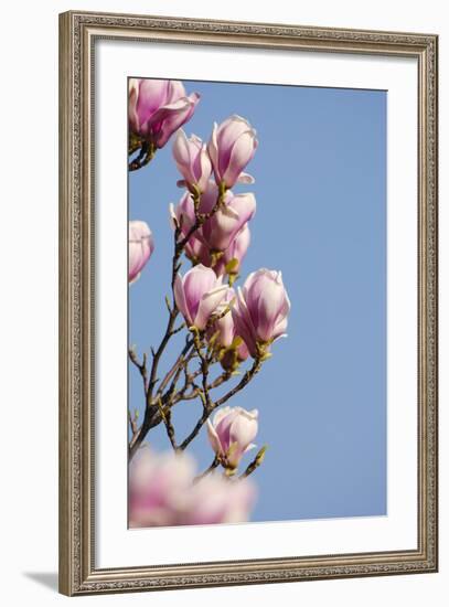 Magnolia Blossom, Tulip Magnolia-Herbert Kehrer-Framed Photographic Print