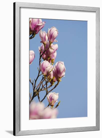 Magnolia Blossom, Tulip Magnolia-Herbert Kehrer-Framed Photographic Print