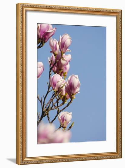 Magnolia Blossom, Tulip Magnolia-Herbert Kehrer-Framed Photographic Print