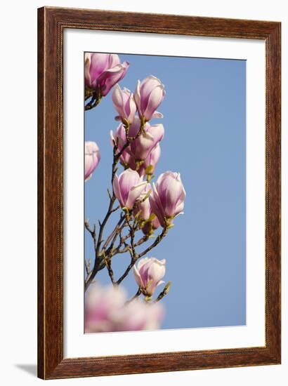 Magnolia Blossom, Tulip Magnolia-Herbert Kehrer-Framed Photographic Print