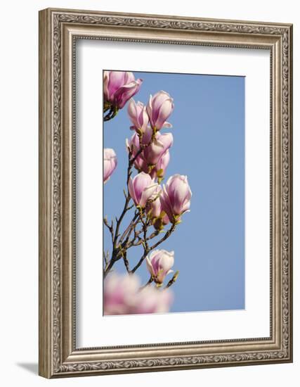 Magnolia Blossom, Tulip Magnolia-Herbert Kehrer-Framed Photographic Print