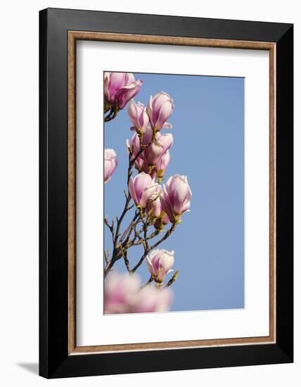 Magnolia Blossom, Tulip Magnolia-Herbert Kehrer-Framed Photographic Print